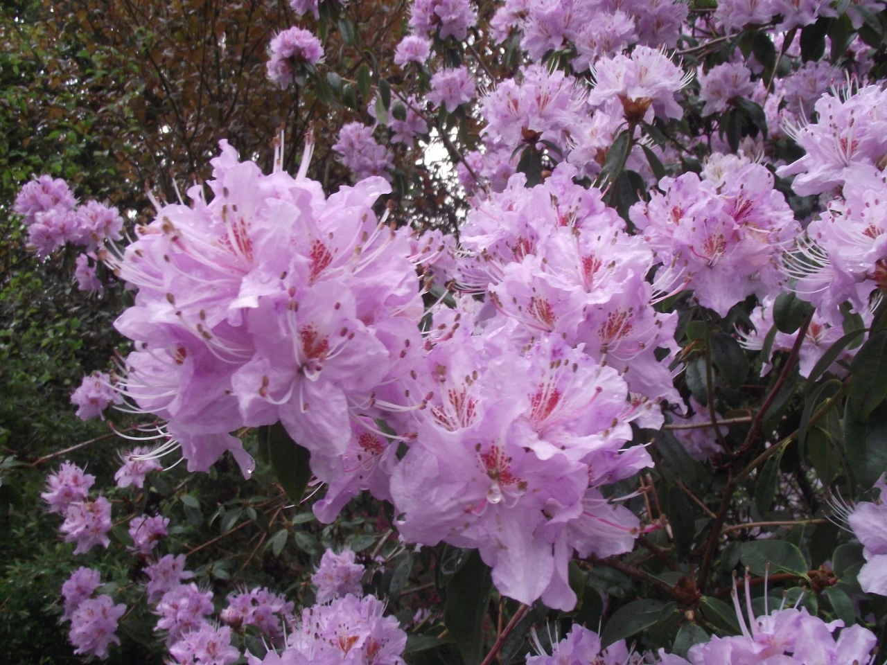 R. rigidum AC1089